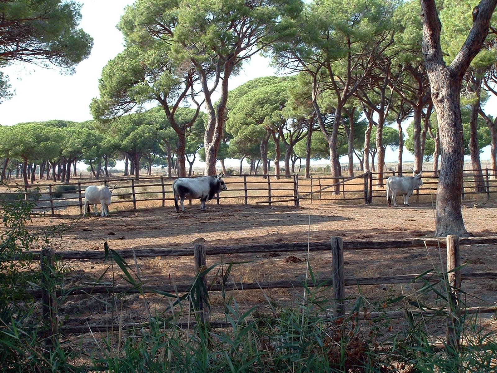Villa Casale Gli Ulivi Orbetello Exterior foto